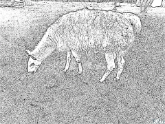 لاما پرنٹ ایبل رنگین صفحات